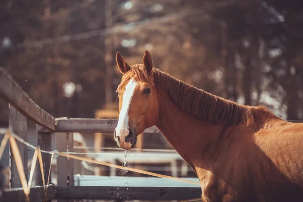 春の昼間パドックで酒を飲んだ後口から水が落ちる見事な栗のブディオニーの馬の肖像 — ストック写真