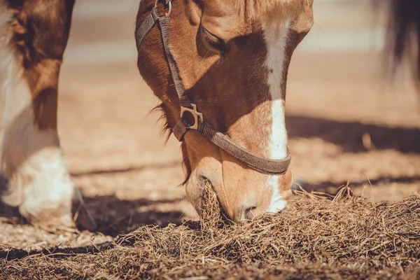 春の昼間にパドックで干し草を食べるホルターの古い馬 — ストック写真