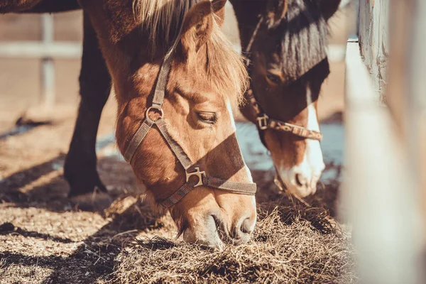 春の昼間にパドックで干し草を食べる群れの群れの群れにいる馬と雌馬 — ストック写真