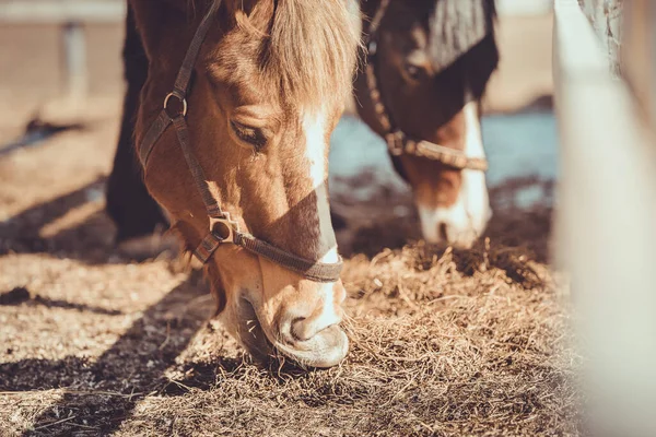 春の昼間にパドックで干し草を食べる群れの群れの群れにいる馬と雌馬 — ストック写真
