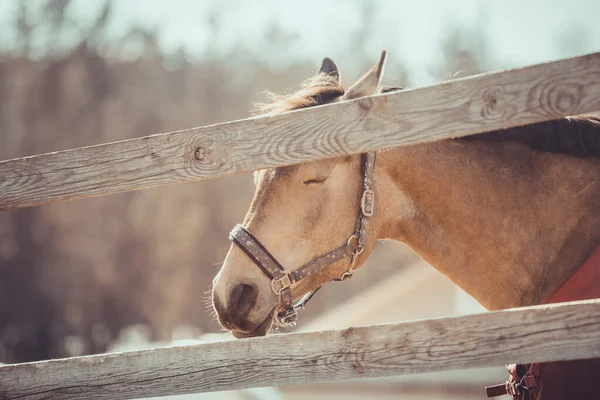 Portrait Gelding Horse Halter Sleeping Paddock Daytime — Stock Photo, Image