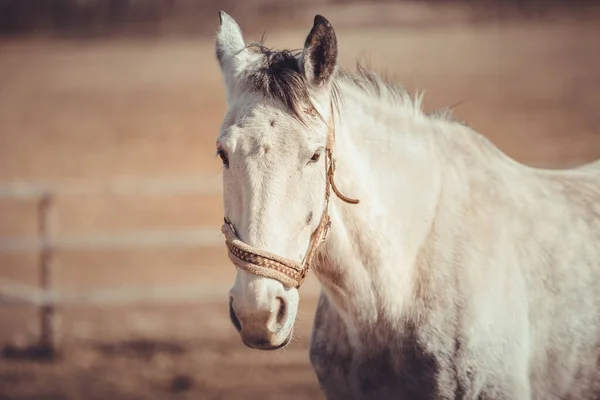 春の昼間にホルターの灰色のトロッター馬の肖像画 — ストック写真