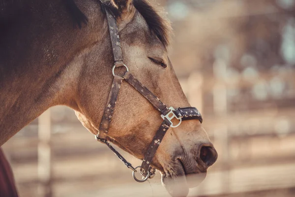 Retrato Cavalo Castrado Cabeceira Dormindo Piquete Durante Dia — Fotografia de Stock