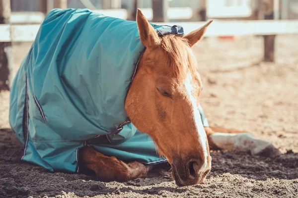 Portrait Gelding Horse Halter Blanket Sleeping Paddock Daytime — Stock Photo, Image