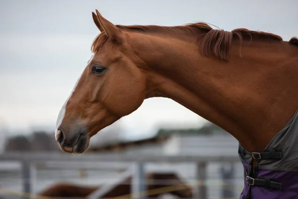 Retrato Castanha Deslumbrante Budyonny Cavalo Castração Paddock — Fotografia de Stock
