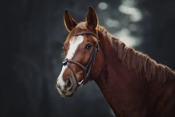 Portrait Jeune Jument Trakehner Rouge Avec Bride Dans Forêt Sombre — Photo