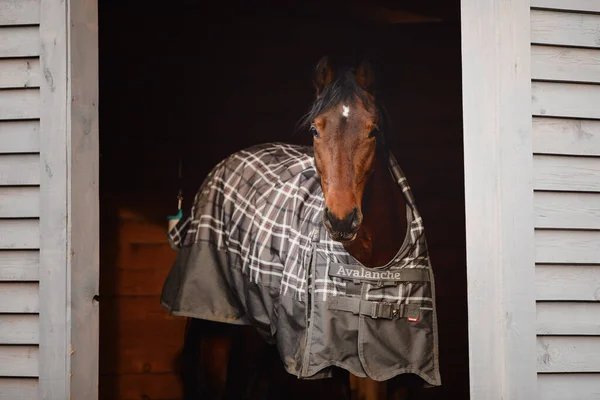 Retrato Orlov Trotter Garanhão Cavalo Abrigo Cais — Fotografia de Stock