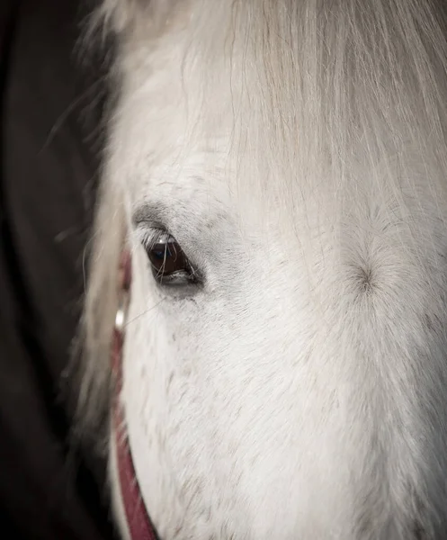 Zavřít Portrét Šedého Koňského Oka — Stock fotografie