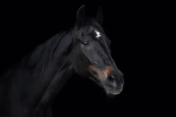 Retrato Hermoso Caballo Carreras Viejo Aislado Sobre Fondo Negro — Foto de Stock