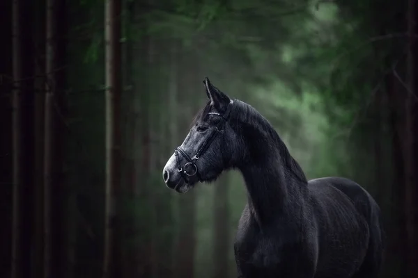 Gri Atların Portresi Koyu Yeşil Ormanda Duruyor — Stok fotoğraf