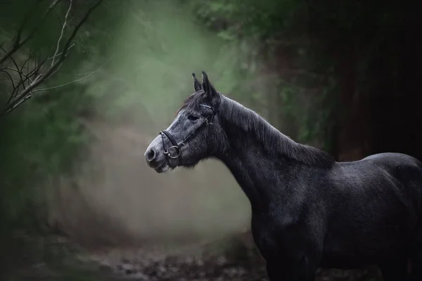 Portret Van Een Prachtig Jong Grijs Trakehner Merriepaard Staand Donkergroen — Stockfoto