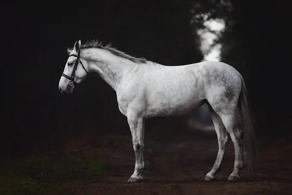 Retrato Hermoso Caballo Yegua Hanoveriano Gris Brida Pie Carretera Bosque — Foto de Stock