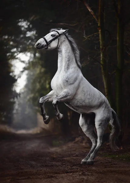 Retrato Del Caballo Yegua Hanoveriano Gris Criado Carretera Bosque — Foto de Stock