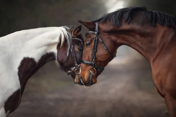 Close Portrait Stallion Mare Horses Love Nose Nose Sniffing Each — Stock Photo, Image