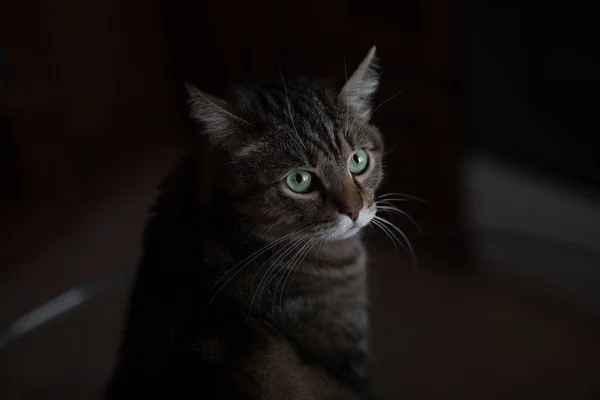 Närbild Porträtt Brun Marmor Tabby Katt Med Stora Gröna Ögon — Stockfoto
