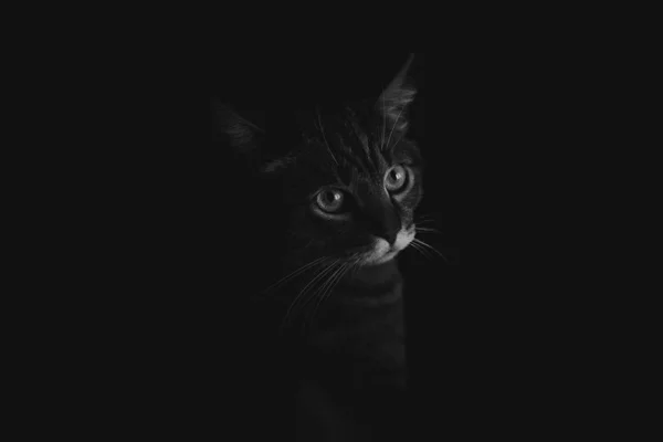 Retrato Cerca Blanco Negro Gato Tabby Mármol Marrón Con Grandes —  Fotos de Stock