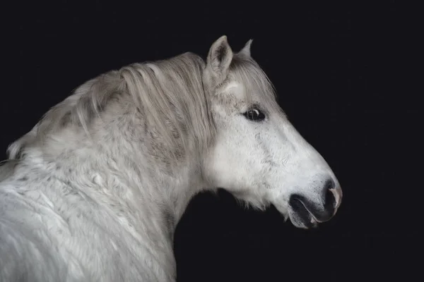 Close Portret Van Grijze Belarrussische Trekruin Paard Geïsoleerd Donker Zwarte — Stockfoto