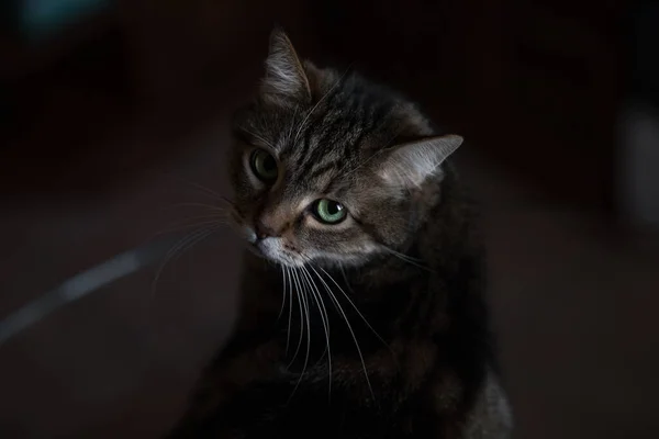 Närbild Porträtt Brun Marmor Tabby Katt Med Stora Gröna Ögon — Stockfoto
