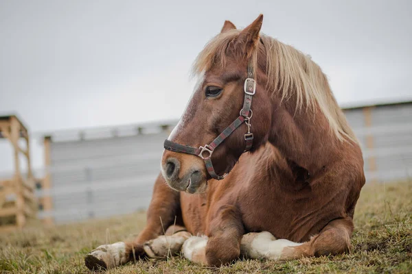 Portrait Old Gelding Horse Halter Laying Ground Paddock — Stock Photo, Image