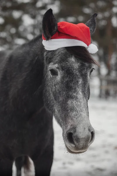 Retrato Jovem Cavalo Égua Cinzento Trakehner Boné Vermelho Paiol Inverno — Fotografia de Stock
