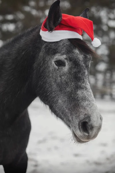 Porträtt Ung Grå Trakehner Sto Häst Röd Mössa Hage Vintern — Stockfoto