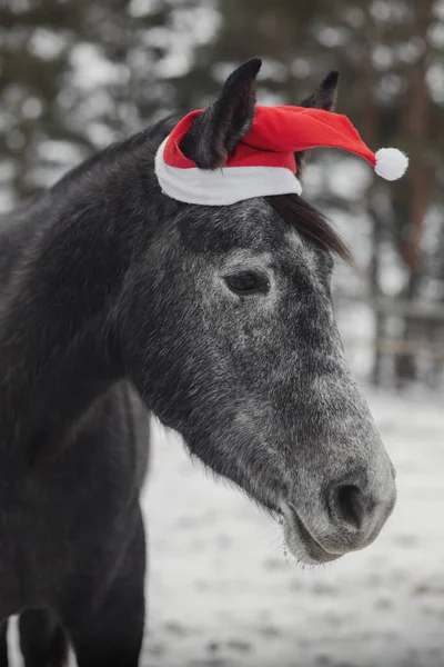 Retrato Jovem Cavalo Égua Cinzento Trakehner Boné Vermelho Paiol Inverno — Fotografia de Stock