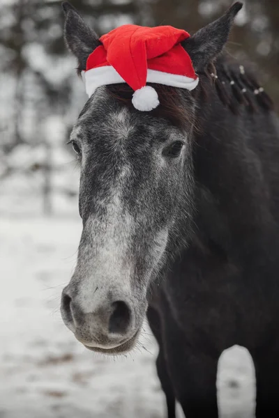 Retrato Jovem Cavalo Égua Cinzento Trakehner Boné Vermelho Paiol Inverno — Fotografia de Stock