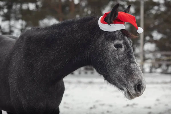 冬季小灰马头戴红帽在围场的肖像 — 图库照片