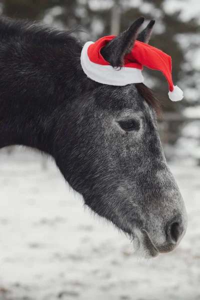 Portrait Jeune Jument Trakehner Gris Casquette Rouge Dans Paddock Hiver — Photo