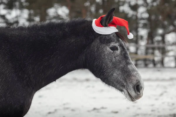 冬季小灰马头戴红帽在围场的肖像 — 图库照片