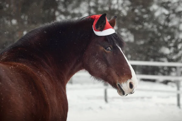 Retrato Cavalo Égua Velho Gorro Vermelho Cais Durante Queda Neve — Fotografia de Stock