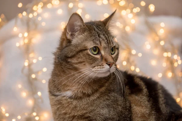 Portrét Hnědého Mramoru Tabby Kočka Zelenýma Žlutýma Očima Ležící Sněhovém — Stock fotografie