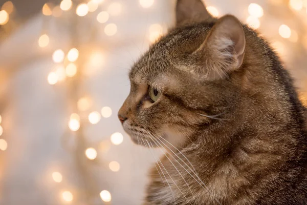 黄绿相间的褐色大理石斑斑猫 雪白的背景上挂满了圣诞黄光 — 图库照片