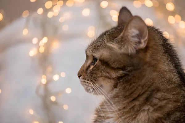 크리스마스 노란색 노란색 대리석 고양이의 초상을 가까이 들여다 봅니다 — 스톡 사진