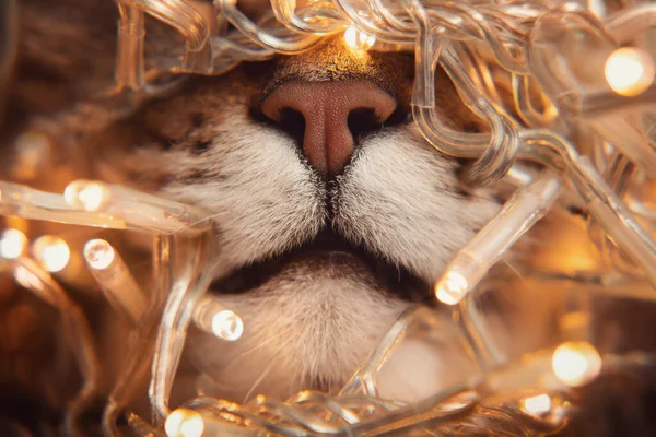 Primer Plano Retrato Nariz Mármol Marrón Gato Tabby Con Luz —  Fotos de Stock