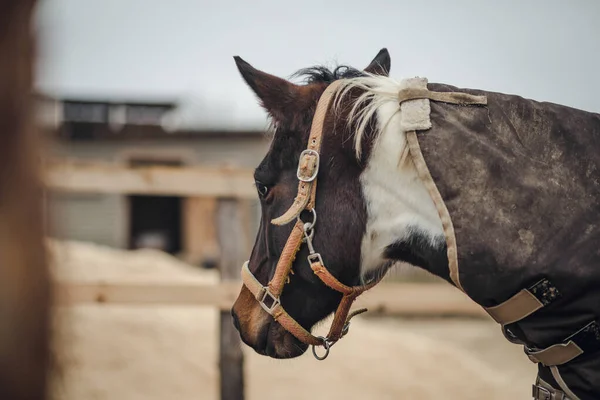 Close Portrait Pinto Mare Horse Paddock — Stock Photo, Image