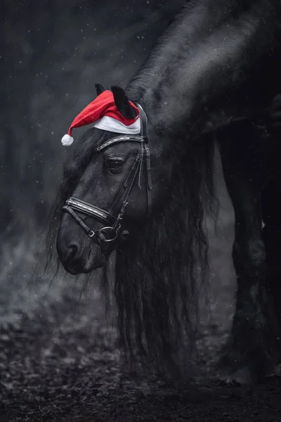 冬季降雪时 头戴红帽 头戴花边的弗里斯兰种马在森林里的近照 — 图库照片