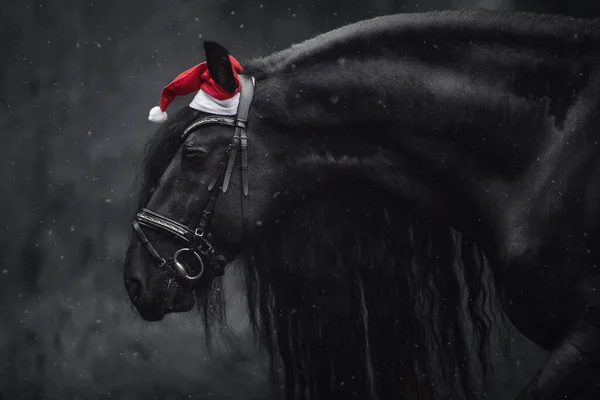 Kış Boyunca Kışın Kırmızı Şapkalı Uzun Yeleli Frizya Aygırı — Stok fotoğraf