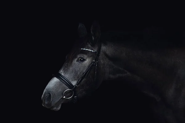 Nahaufnahme Eines Eleganten Grauen Trakehner Pferdes Mit Zaumzeug Auf Schwarzem — Stockfoto