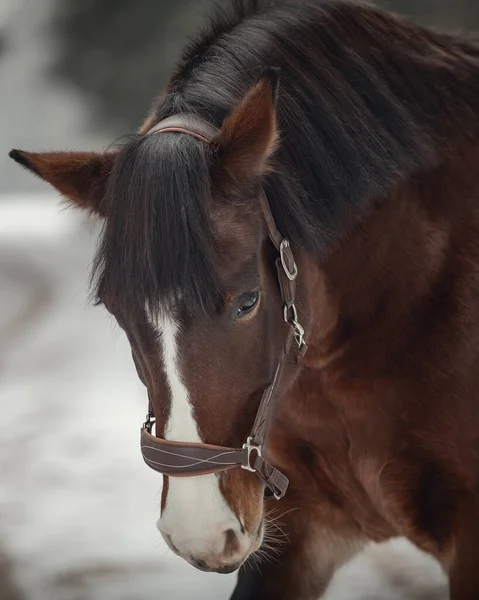 昼間は雪に覆われた森の中に長い馬を持つホルターの強い美しい古い馬の近い肖像画 — ストック写真