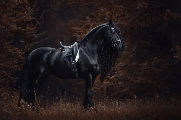 Portrait Stunning Elegant Sport Dressage Friesian Stallion Horse Long Mane — Stock Photo, Image