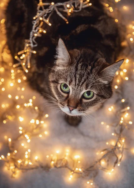 크리스마스 노란색 조명을 초록색 노란색 대리석 고양이 — 스톡 사진