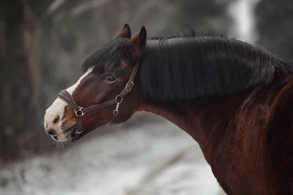 昼間は雪に覆われた森の中に長い馬を持つホルターの面白い美しい古い馬の近い肖像画 — ストック写真