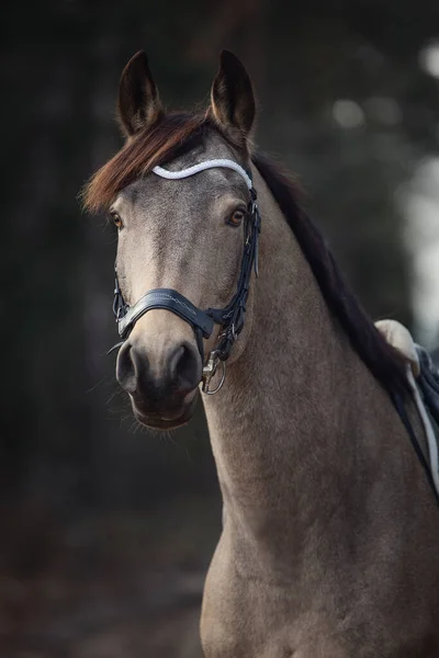 Close Portret Van Prachtig Sprongen Ruin Paard Met Hoofdstel Witte — Stockfoto