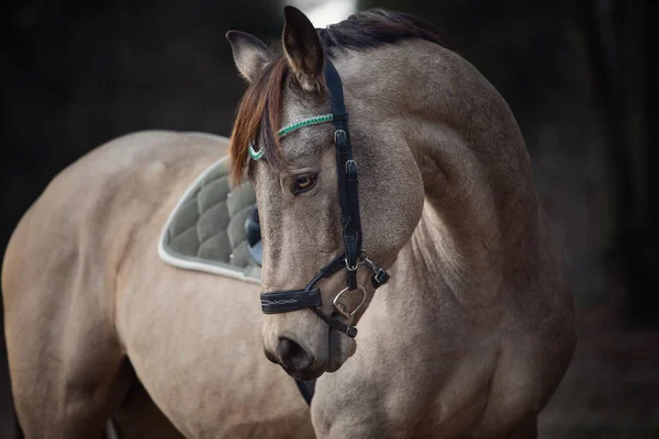 Retrato Espetáculo Deslumbrante Pulando Cavalo Castrado Com Freio Browband Com — Fotografia de Stock