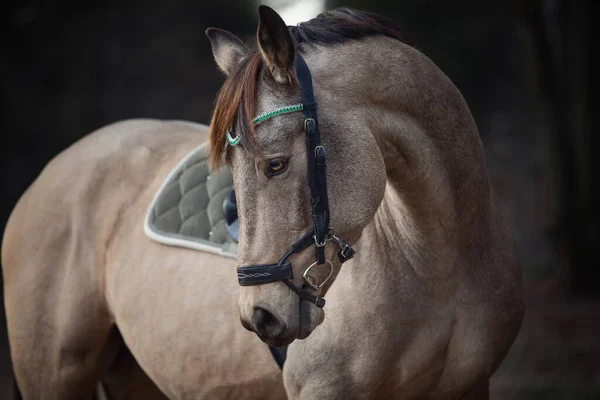 Portrait Superbe Cheval Saut Obstacles Avec Bride Browband Avec Des — Photo