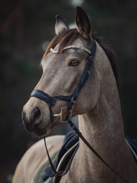 Retrato Belo Espetáculo Deslumbrante Pulando Cavalo Castrado Com Freio Browband — Fotografia de Stock