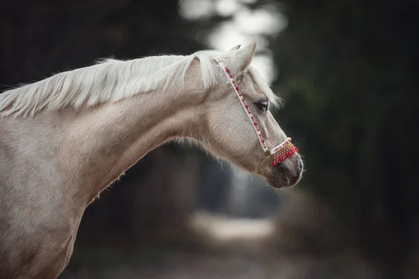 Portrait Beau Poney Gallois Avec Licou Rouge Forêt Automne — Photo