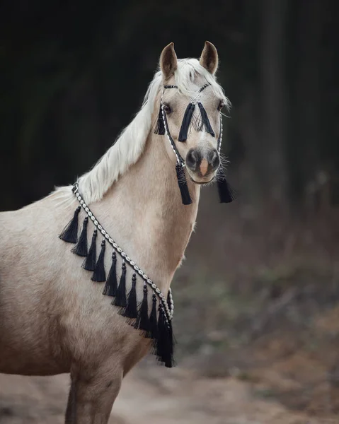 Portrait Beautiful Welsh Pony Black White Bridle Forest Background Autumn — Stock Photo, Image