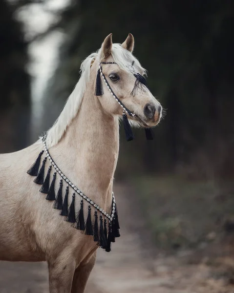 Retrato Cercano Hermoso Pony Galés Con Brida Blanco Negro Fondo — Foto de Stock